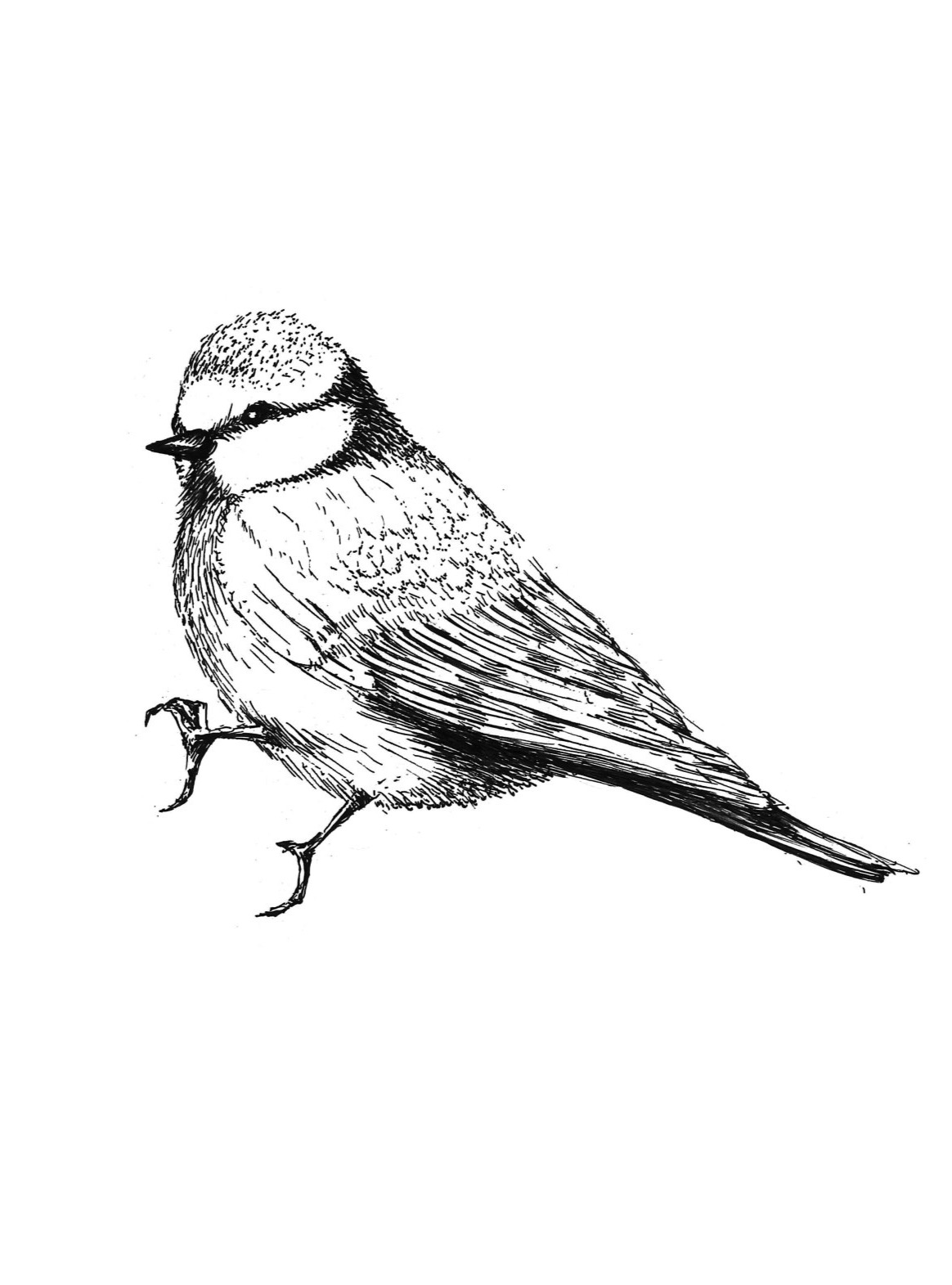 la forêt enchantée